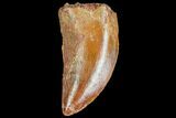 Serrated, Juvenile Carcharodontosaurus Tooth #77081-1